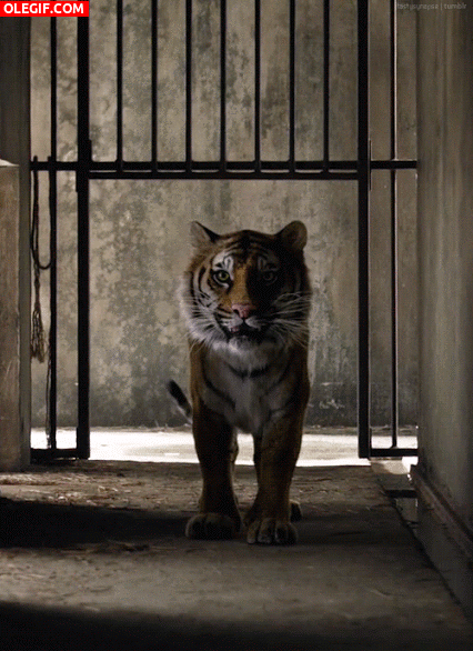 GIF: Un joven tigre nos observa