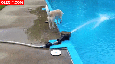 GIF: Mira cómo cae este perro a la piscina