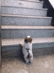 GIF: Este cachorro no puede subir el escalón