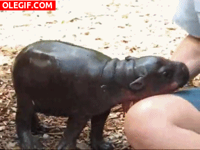GIF: Mira a este bebé hipopótamo