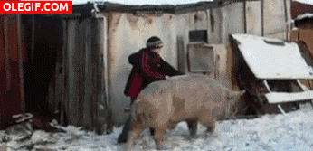 GIF: De paseo con su cerdo