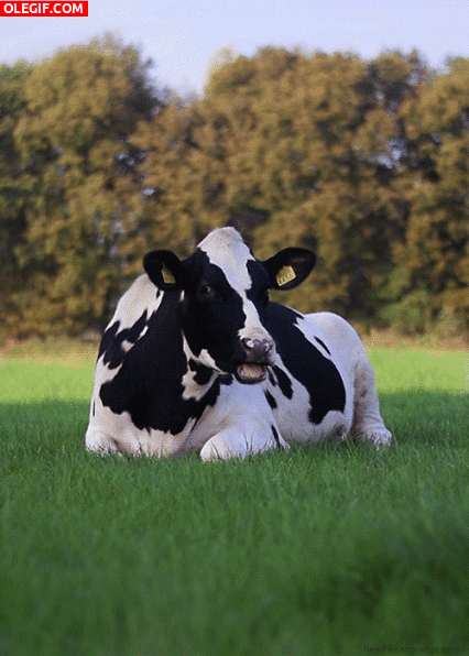 GIF: Esta vaca está en la gloria