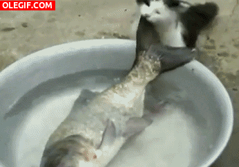 GIF: Mira a este gato intentando llevarse al pez