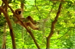 GIF: Un mono muy travieso