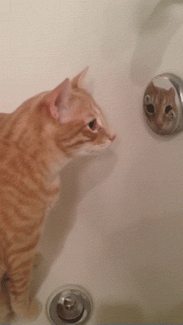 GIF: Este gato alucina con su reflejo
