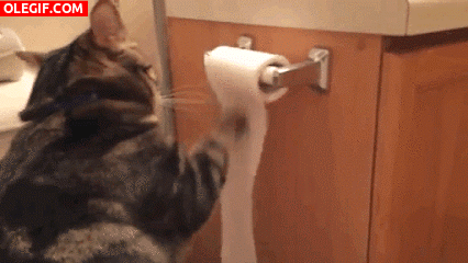 GIF: A este gato le gusta jugar con el rollo de papel