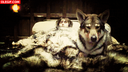 GIF: Lobo acomódandose junto a Bran Stark