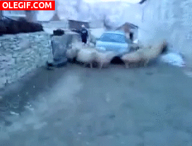 GIF: Estas ovejas no dejan de caminar al rededor del coche
