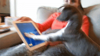 GIF: A este perro le entusiasma tocar el iPad