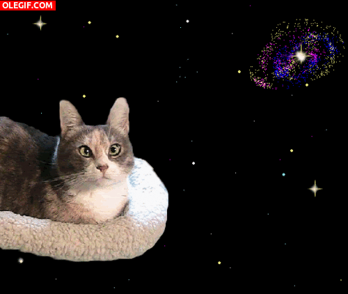 GIF: Un gato viajando por el espacio