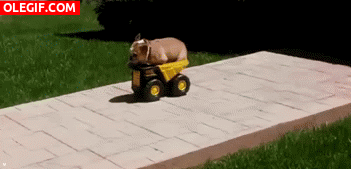 GIF: Mira a este perro jugando con el camión