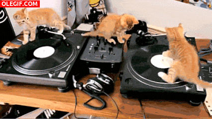 GIF: A estos gatos les gusta la música