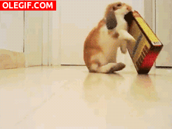 GIF: Conejo jugando con una caja
