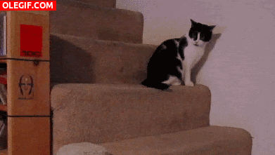 GIF: Mira a este gato cayendo del escalón