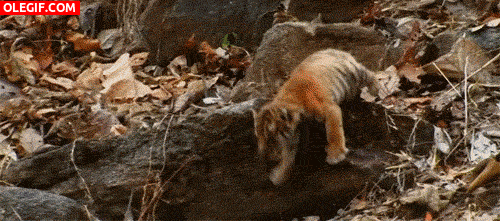 GIF: Mira cómo se cae este cachorro de tigre