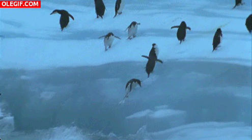 GIF: ¡Pingüinos al agua!