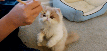 GIF: A este gato le gusta que le den de comer con palillos