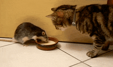 GIF: Esta rata no quiere compartir la leche