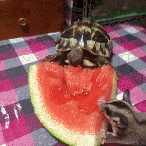 GIF: Petauro del azúcar y tortuga comiendo sandía