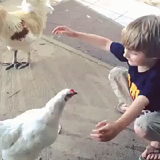 GIF: Mira a este niño abrazando a la gallina