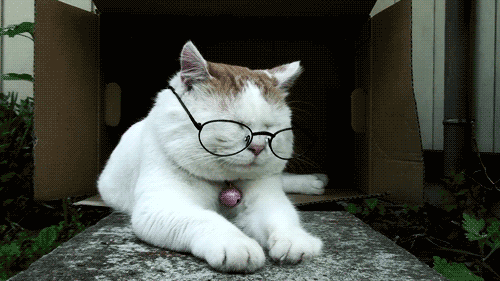 GIF: Este gato se quita las gafas