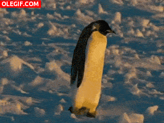 GIF: Mira cómo tropieza este pingüino