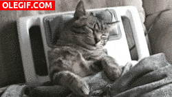 GIF: A este gato le relaja el masaje