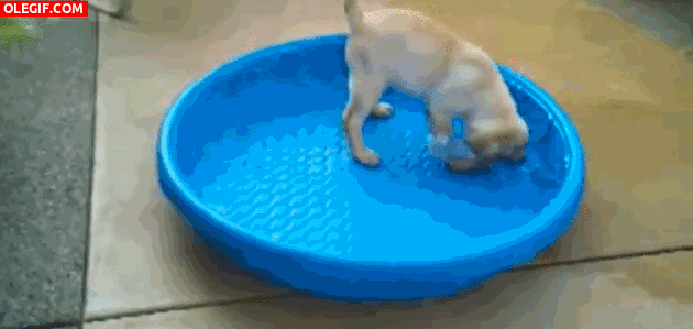GIF: Este perro se lleva la piscina a cuestas