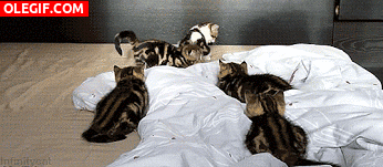 GIF: Mira a este gatito corriendo entre sus hermanos