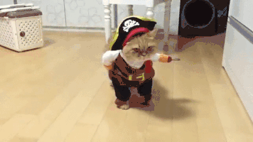 GIF: El gato pirata