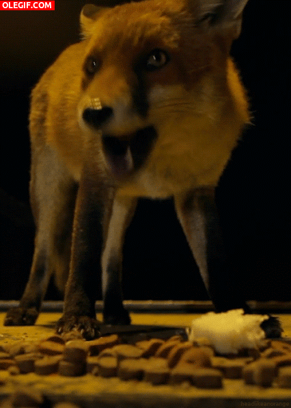 GIF: Mira cómo mastica este zorro