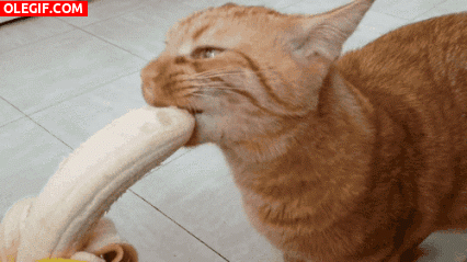 GIF: Mira a este gato comiendo un plátano