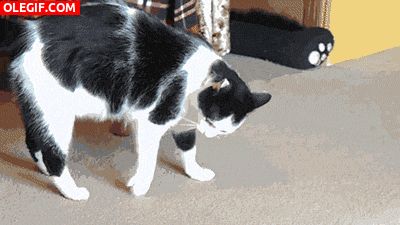 GIF: Mira las volteretas que hace este gato