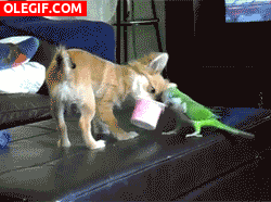 GIF: Periquito peleando con el perro por un Petit Suisse