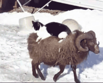 GIF: Mira a este gato a lomos de un carnero