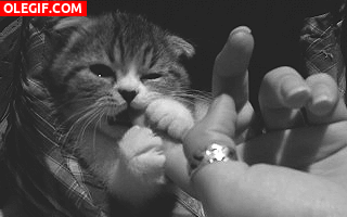 GIF: A este gato le gusta dar mordisquitos en el dedo