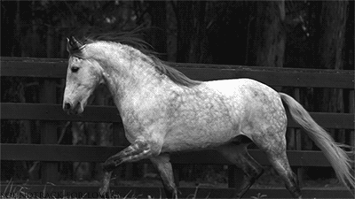 GIF: Un caballo moviendo la melena