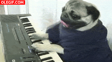 GIF: El perro pianista