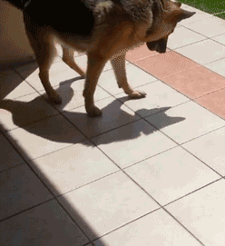 GIF: A este perro no le gusta su sombra