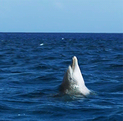 GIF: Mira la voltereta que da este delfín