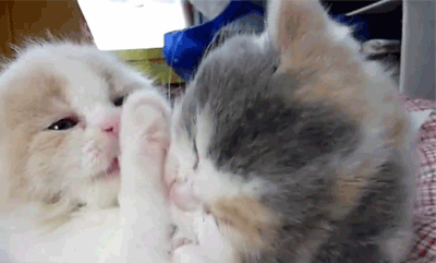 GIF: Dos gatitos muy mimosos