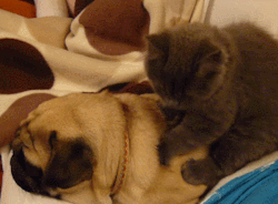 GIF: Mira a este gato masajeando al perro