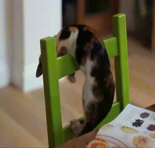 GIF: Este gato se cae de la silla