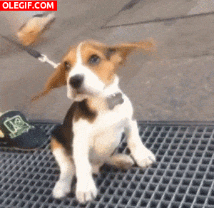 GIF: A este perro se le mueven las orejas