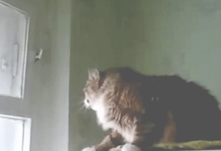 GIF: Mira a este gato abriendo las ventanas