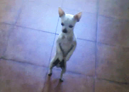 GIF: Un chihuahua bailarín