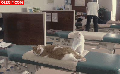 GIF: Recibiendo un buen masaje gatuno