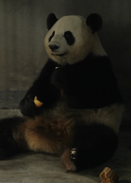 GIF: Este panda tiene una buena dentadura