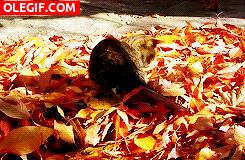 GIF: Este gato juega entre las hojas otoñales