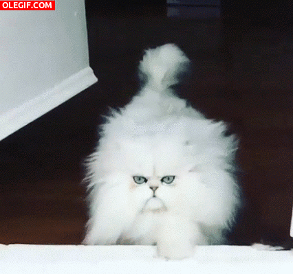 GIF: Un bonito gato se acerca
